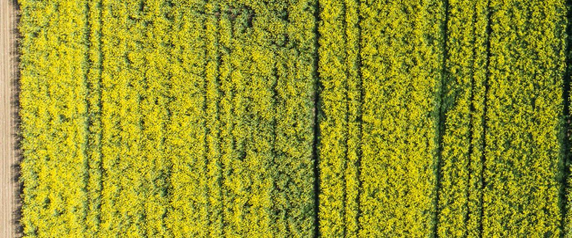Aerial view of a flowering canola field