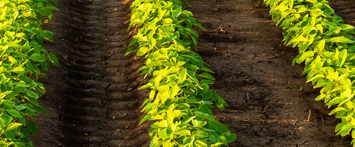 Rows of young crops stretching across a field