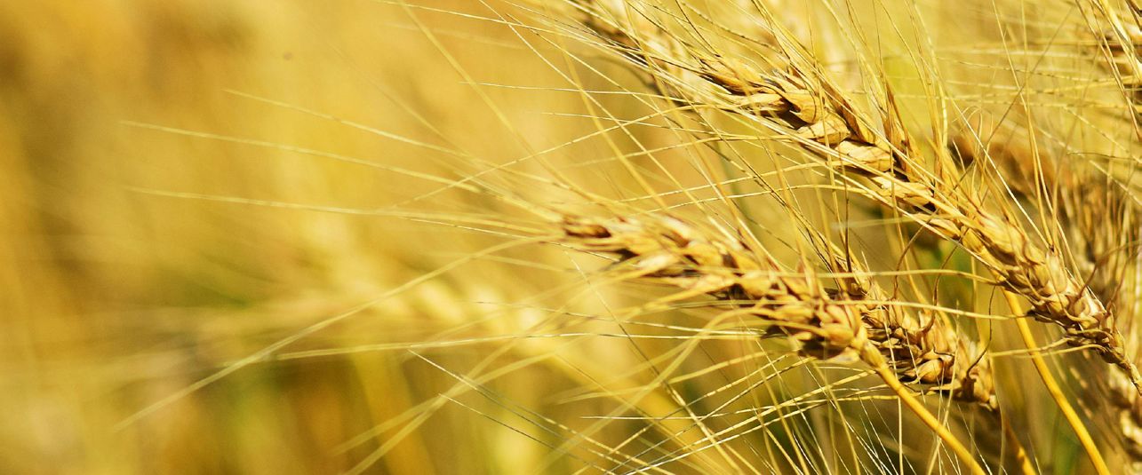 Close-up of ripening wheat heads